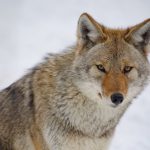 coyote
