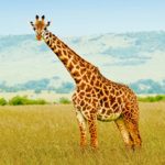 Giraffe - Animal Totem