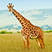 animal totem giraffe animal totem giraffe