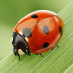 Coccinelle - Animal Totem