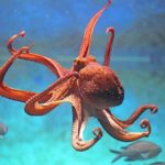 Pieuvre (Poulpe) - Animal Totem