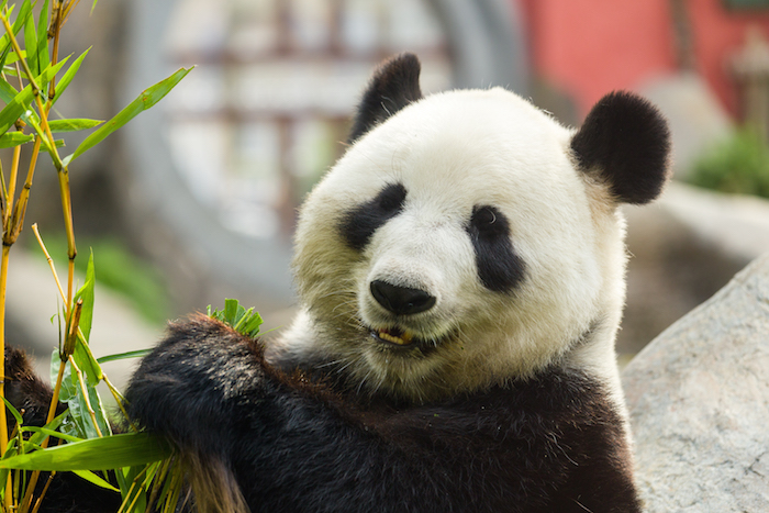 Panda