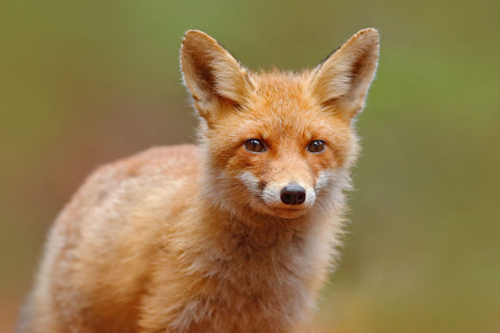 Renard-Animal-Totem-1 Renard