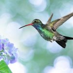 colibri