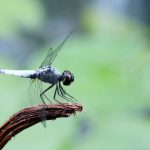 libellule